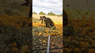 Lethal Range, 97 pound Baboon, Blowpipe