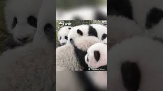Sound On! Cute Panda Babies Having A Choir Going On | iPanda #shorts