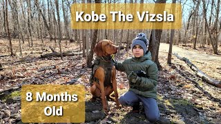 Vizsla Puppy At 8 Months Old by Kobe The Vizsla 1,796 views 3 years ago 14 minutes, 49 seconds