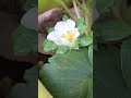 The strawberry plant is finally fruiting... #garden #strawberry #gardening #gardentour