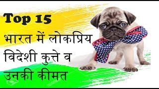 15 most demanded Foreign Dogs and price in India (भारत में लोकप्रिय विदेशी कुत्ते व  उनकी कीमत ) by Dog vs Dog Breed Comparision 175,048 views 6 years ago 5 minutes, 22 seconds