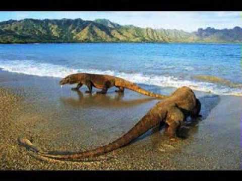 Objek Wisata Pulau Komodo Komodo Island