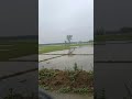কালকে।পাতুলি। জাবার।সময়।। বিলগুলো সব ডুবে গেছে কি অবস্থা দেখুন বন্ধুরা