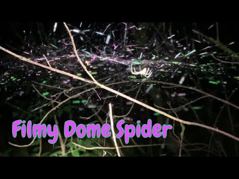 Filmy Dome Spider Web #neriene #domespider
