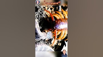 cuộc chiến đình cao giữa rắn và rết và cái kết thật bất ngờ #thegioidongvat #shortvideo #shosrts