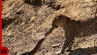 Snake Attacks Leopard and Quickly Regrets It