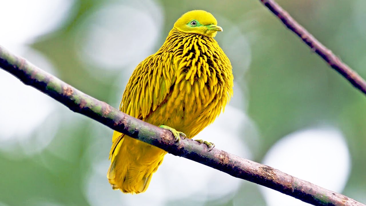 10 самых красивых голубей в мире