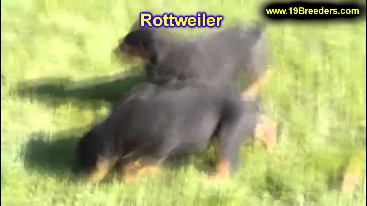 Rottwieler, Puppies , For, Sale, in Staten Island, New York, NY
