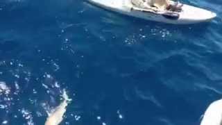 Capt Mark Hubbard Shark chasing in a kayak 30 miles offshore