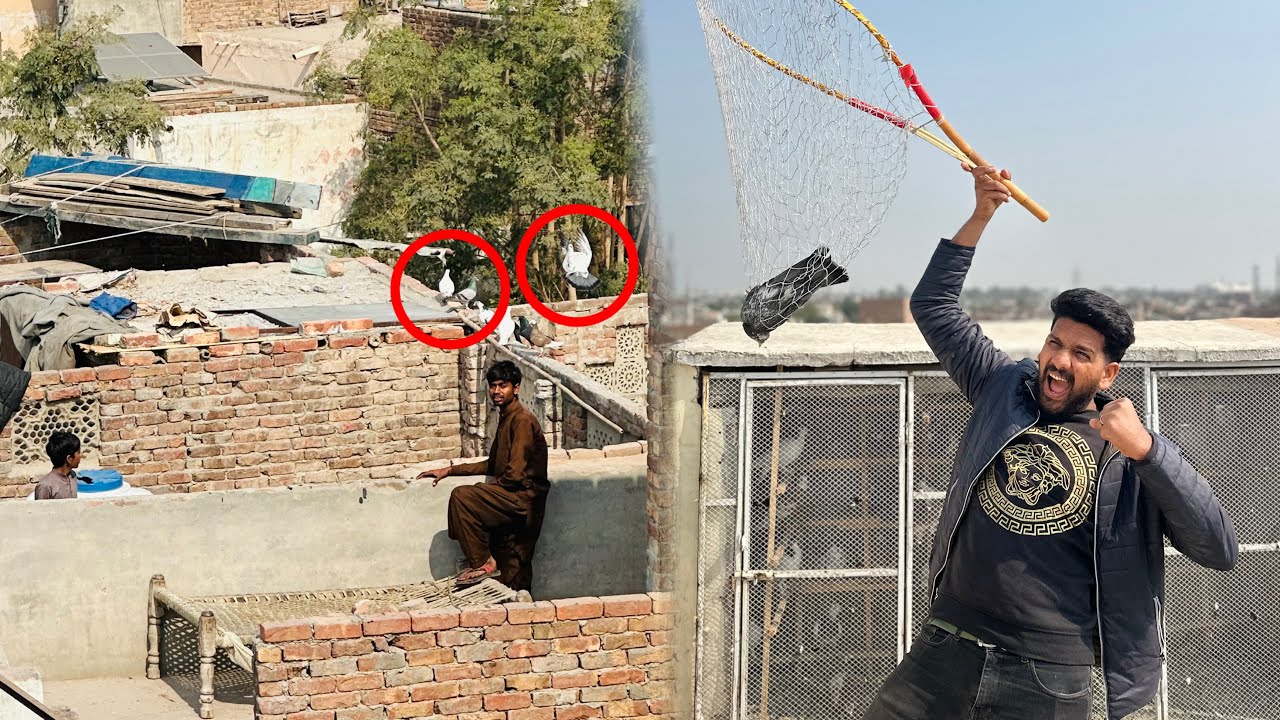 Bacho ky sath Jung hogai 2 kabutar utar Liye 😨😱