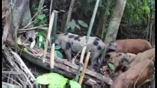 📸 Câmera de trilha flagra javaporcos visitando a ceva de manga 🍃🐗