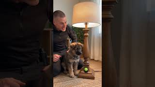 Small paws, smart moves — puppy pressing a lamp button with one paw! #germanshepherd #dogtraining