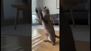 Ninja Cat Does a Backflip! 🥋🙀 Caught on CCTV screenshot 1
