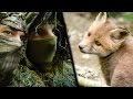 MISSION &quot;RENARDEAU&quot; (ANIMALIS)