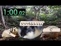 speedrunning the alphabet with the animal kingdom