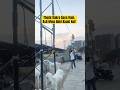 Thode Bakre 🐐Aaye Hain, Asli Mela Abhi Baaki Hai!😍 | #shorts #deonarmandi #bakra #goat #ytshorts