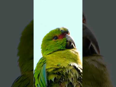 Choroy (Enicognathus leptorhynchus )🇨🇱❤️#avifauna #birds #araucania #faunachilena #wildlife