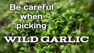 Be careful when picking wild garlic!