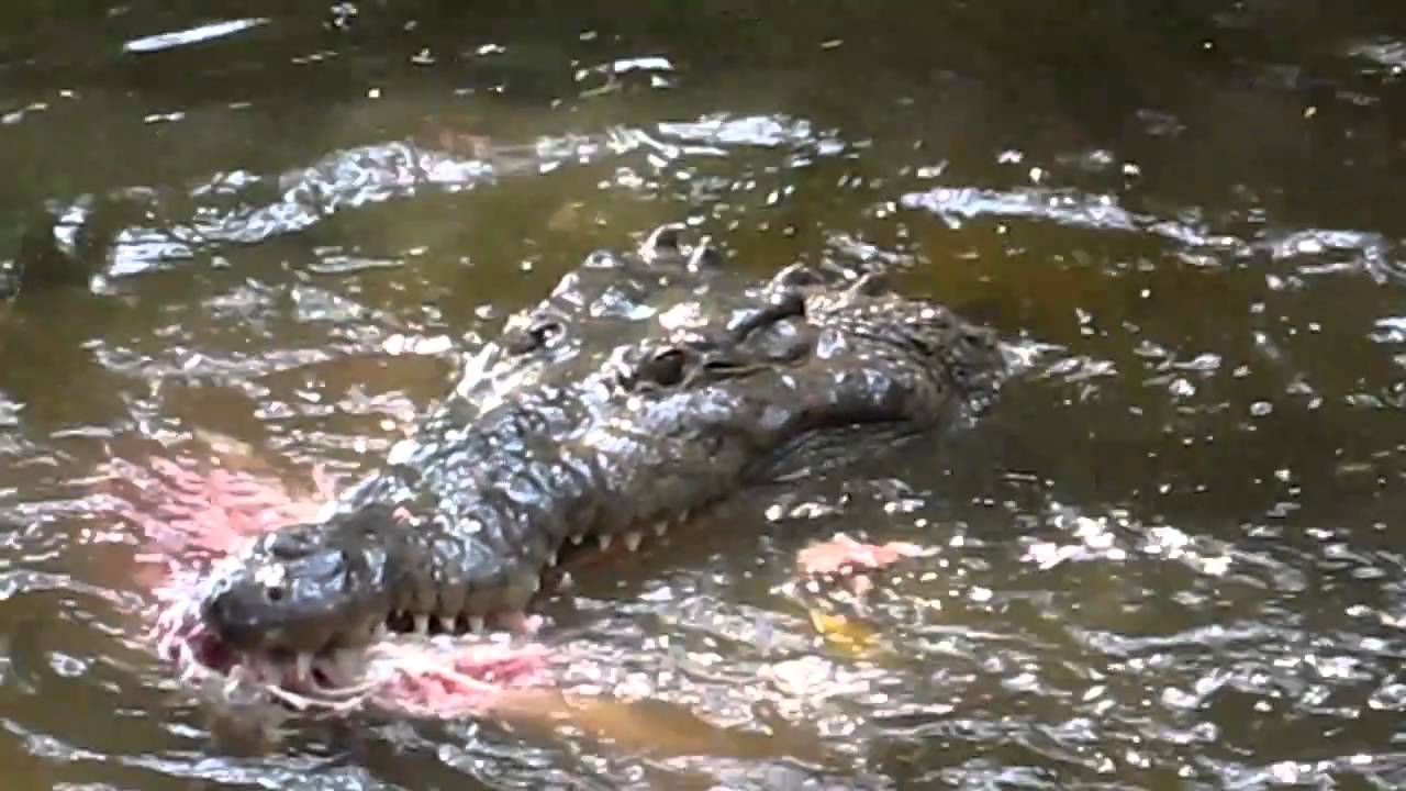 COCODRILOS EN EL MANGLAR PLAYA LA ROPA - YouTube