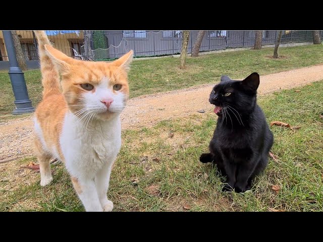 The black cat does not like the orange cat and constantly slaps her. YouTube