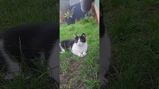 #cute #cutest #cat #vedios #enjoying #the #moment #of #spring #catlover #petlover