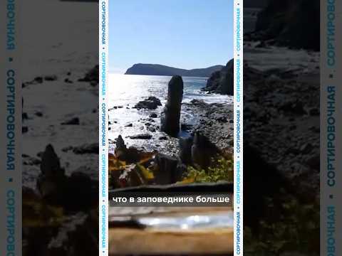 80-летнюю летопись природы Лазовского заповедника хотят закрыть