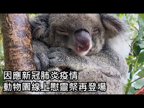 因應新冠肺炎疫情〜動物園線上慰靈祭再登場