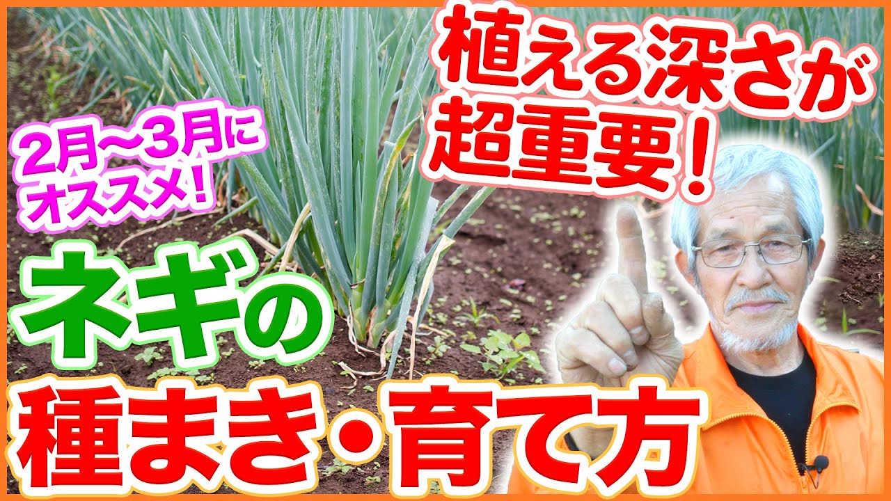 ２月〜３月のネギの土づくり・種まき・育て方を解説！成功のポイントは植える深さにあり！肥料の比率や、土の被せ方まで詳細に解説！【家庭菜園】【長葱】【移植】