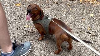 Mini dachshund burns off his extra energy! Full Grown Mini Dapple Dachshund