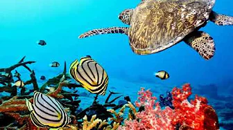Kool & Klean - Corals & Reefs Kool & Klean - Corals & Reefs