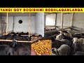 60 ta QOCHQOR BOQISH SIRLARI