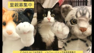 里親 アゴネコ専門店 アゴはネコ公式のサイト 通常の子猫販売 里親ﾈｺ 保護猫譲渡