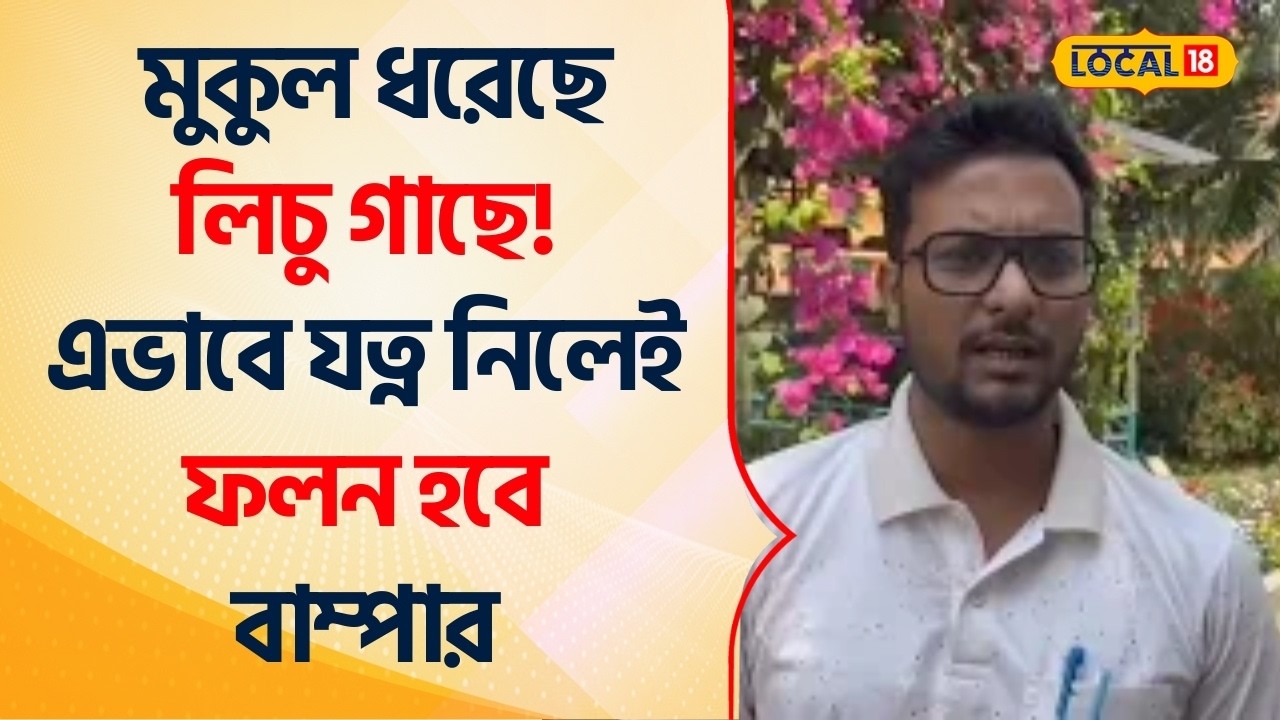 Bangla News | মুকুল ধরেছে লিচু গাছে! এভাবে ‌যত্ন নিলেই ফলন হবে বাম্পার | Lychee Farming #Local18