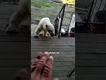 Polar Bear Begs For Help! - HAPPY ENDING