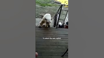 Polar Bear Begs For Help! - HAPPY ENDING
