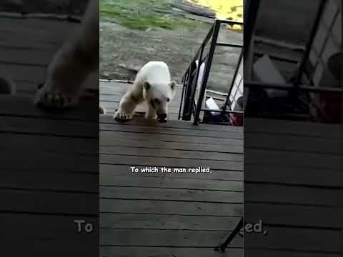Video: Kućni ljubimac: Brojevi polarnog medvjeda padaju u ključnom području, odani pas drži se hitne pomoći