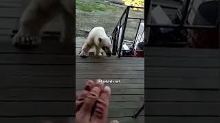 Polar Bear Begs For Help! - HAPPY ENDING screenshot 5