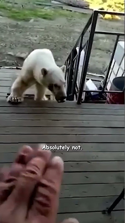 Polar Bear Begs For Help! - HAPPY ENDING