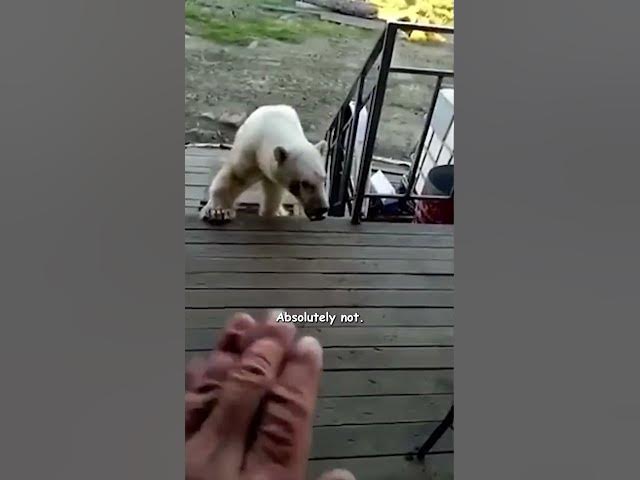 Polar Bear Begs For Help! - HAPPY ENDING