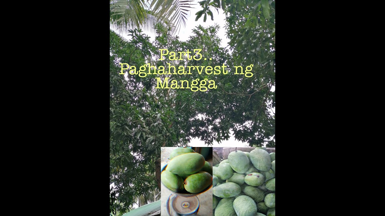 Part3.. Paghaharvest ng Mangga - YouTube