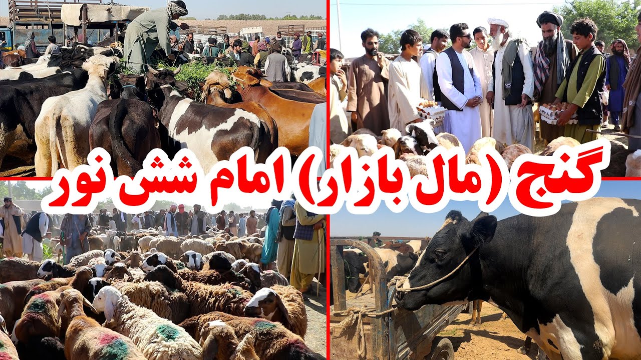 گزارش از مال بازار ( گنج ) امام شش نور هرات | امسال قیمت گوسفند و گاو در هرات | زیتون