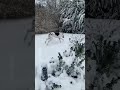 my dogs are not as white as I thought 😅 especially when against the snow