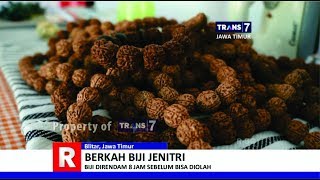 TRANS7 JAWA TIMUR - Ratusan Juta Rupiah dari Biji Jenitri