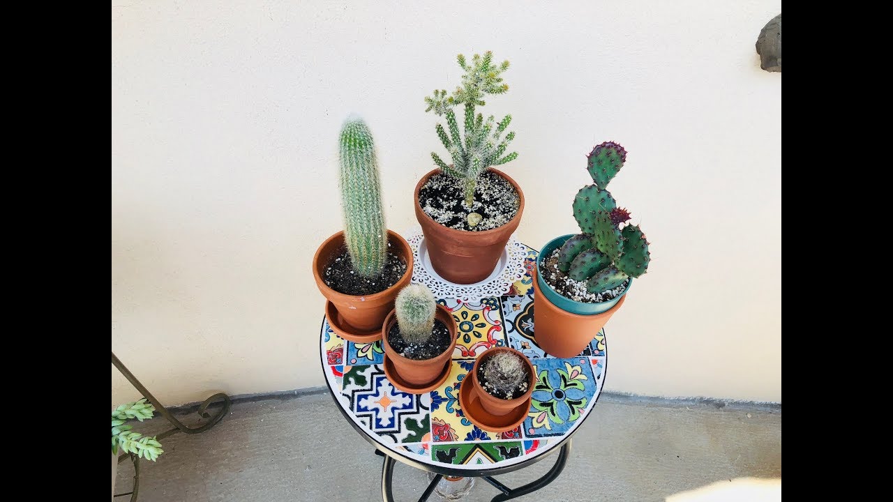 SUCCULENTS & CACTI BALCONY UPDATE/TOUR (Part #1) | August 2018