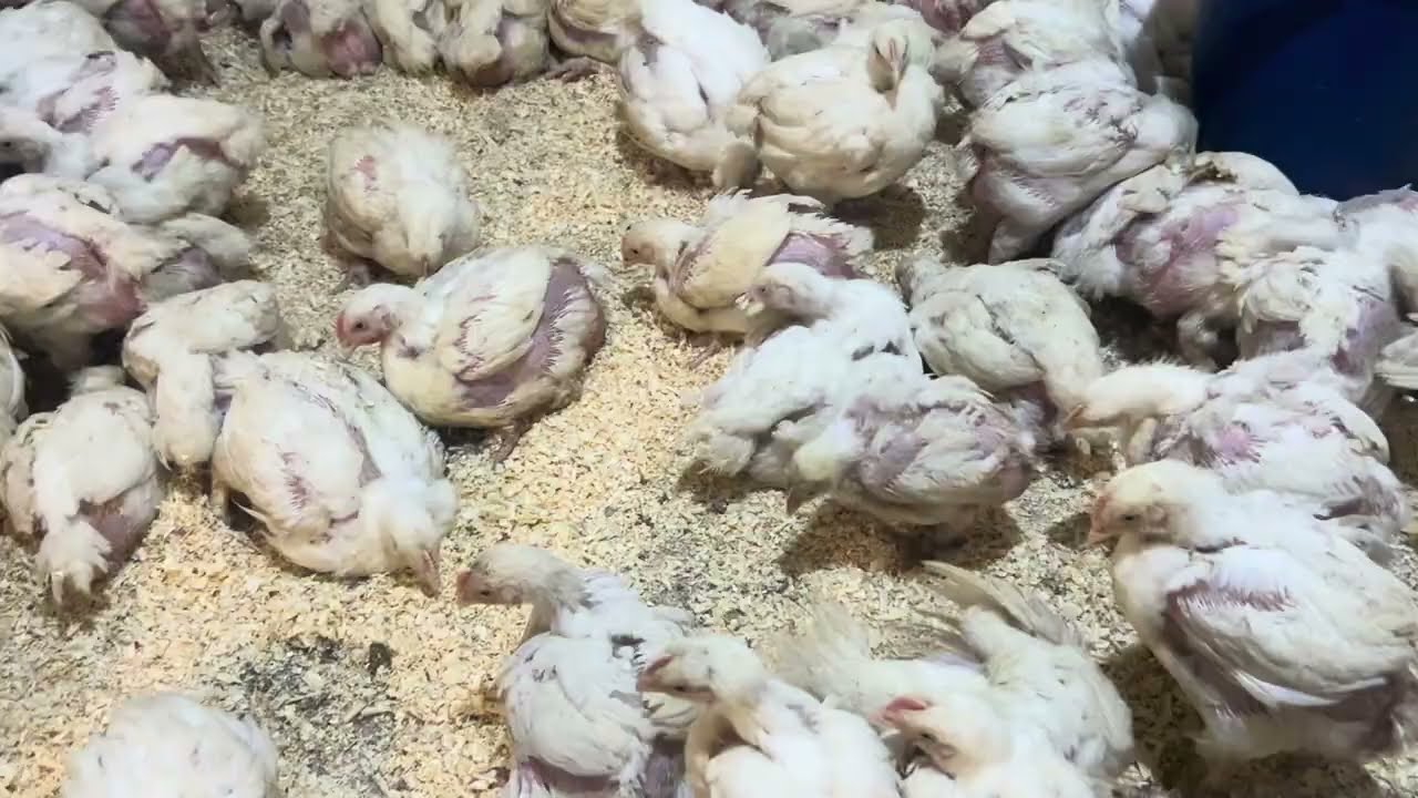 Це триндець! Провтикали гроші!!! Старт для бройлера які норми?