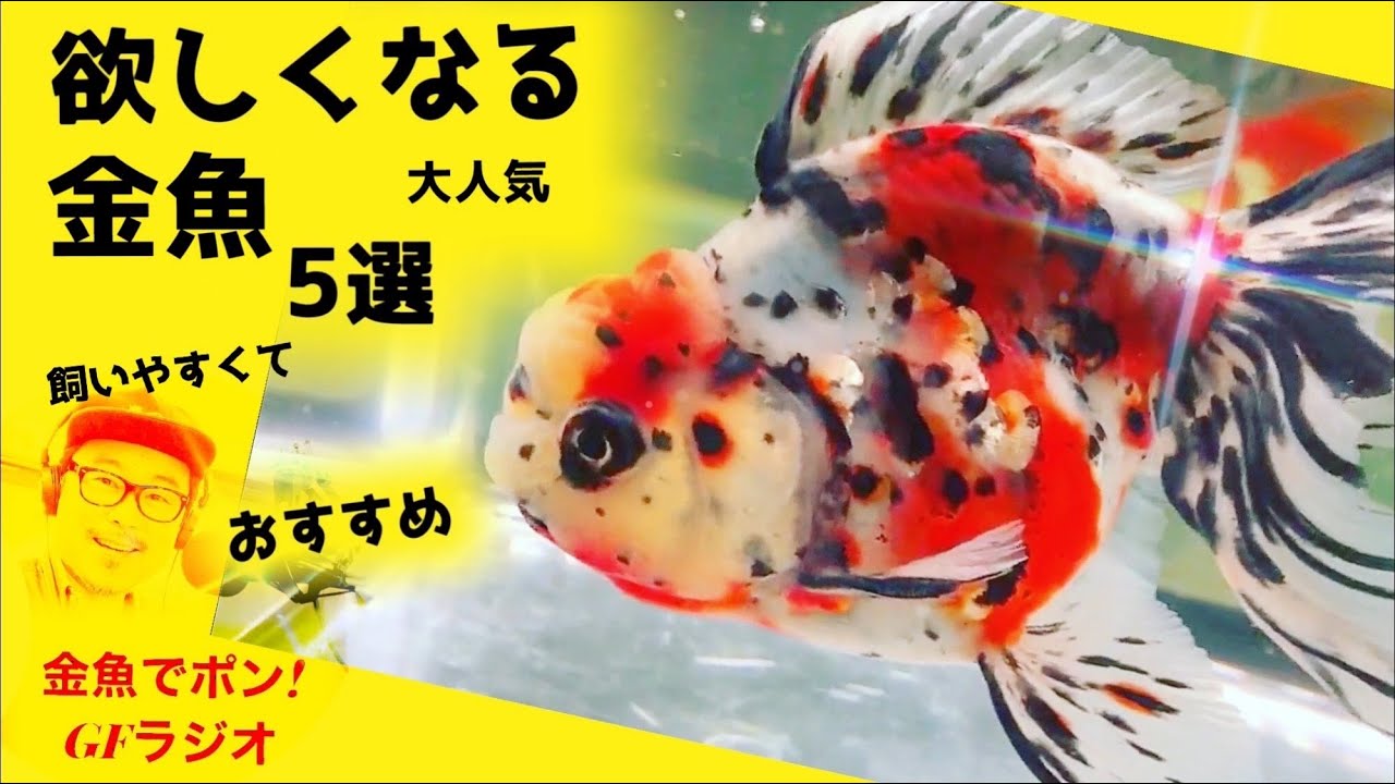 金魚⭐️