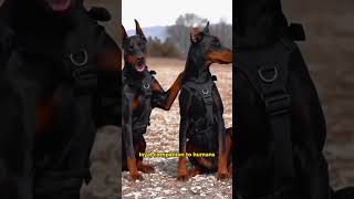Doberman  One Of The Most Intelligent Dog Breeds In The World #short  #petfacts #dogs #doberman
