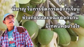 พี่หาญ ในการจัดการดอกทุเรียนช่วงก่อนและขณะดอกบาน มีเทคนิคอย่างไร คลิป1[17/1/67]