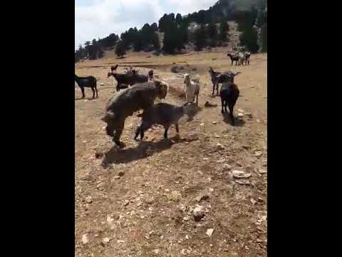 Çelpez.tv:Çelpez.tv: Mustafa Ali Tanış''ın Honamlı Tekeleri.Eşleşiyor..Çağlarca -Antalya