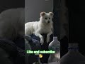 #petlovers #chiwawa #puppylove #retriever #subscribemychannel